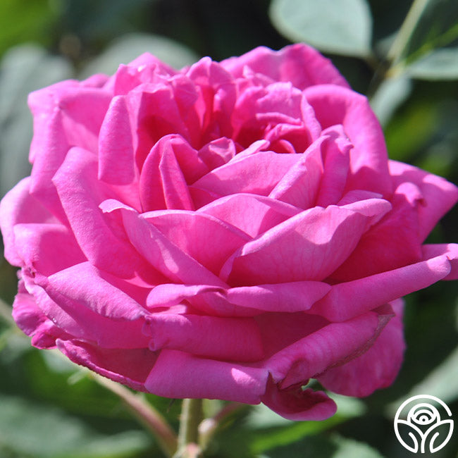 Reine Des Violettes Rose - Hybrid Perpetuals - Exceptionally