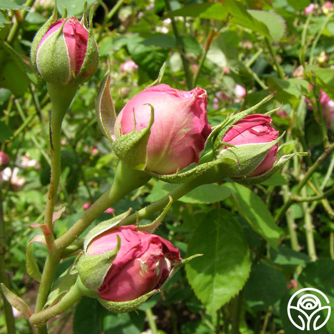 Reine Victoria Rose - Bourbons - Exceptionally Fragrant – Heirloom Roses