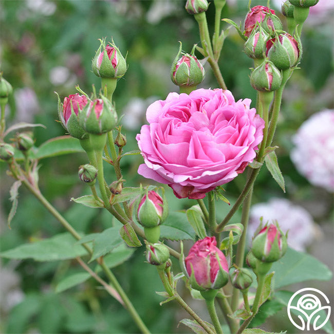 Reine Victoria Rose - Bourbons - Exceptionally Fragrant – Heirloom Roses