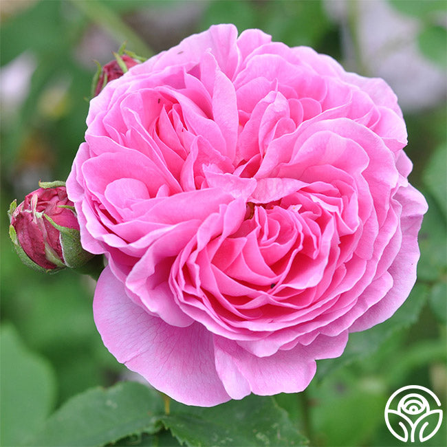 Reine Victoria Rose - Bourbons - Exceptionally Fragrant – Heirloom Roses