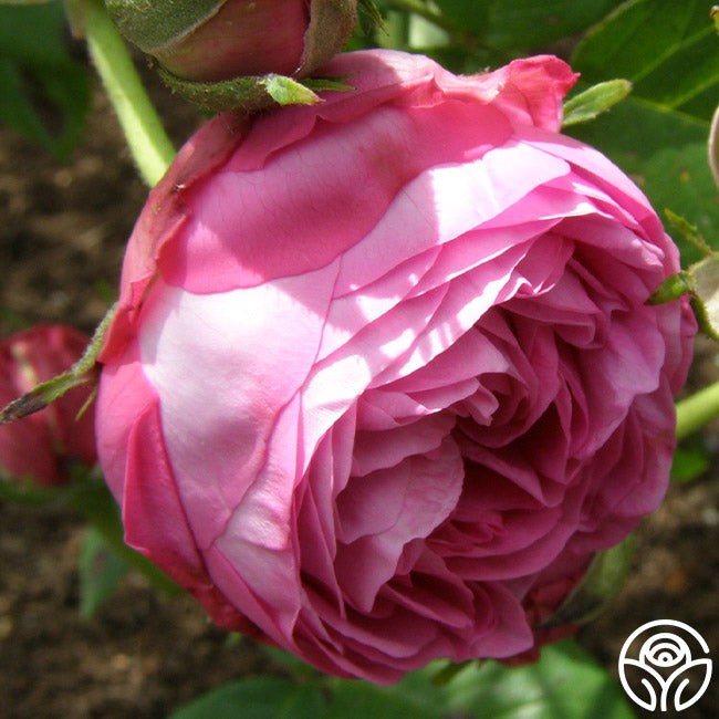 Reine Victoria Rose - Bourbons - Exceptionally Fragrant – Heirloom Roses