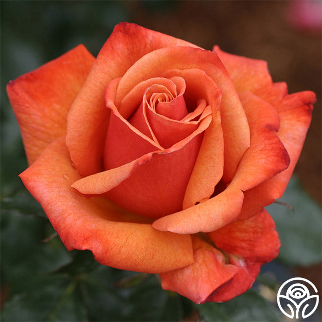 Remember Me Series Roses Remember Me Hybrid Tea Rose | Fragrant Rose Plant – Heirloom