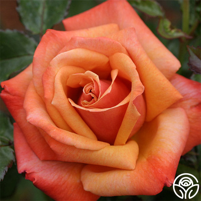 Remember Me Series Roses Remember Me Rose - Hybrid Tea - Very Fragrant – Heirloom Roses