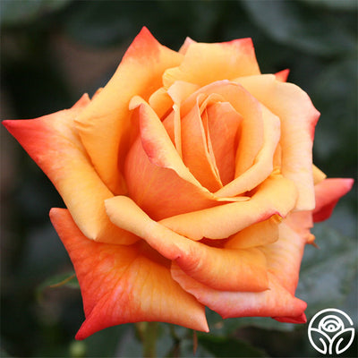 Remember Roses Remember Me Rose - Hybrid Tea - Very Fragrant – Heirloom Roses