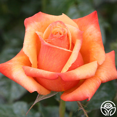 Remember Me Series Roses Remember Me Rose - Hybrid Tea - Very Fragrant – Heirloom Roses
