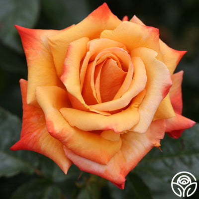 Remember Me Series Roses Remember Me Rose - Hybrid Tea - Very Fragrant – Heirloom Roses