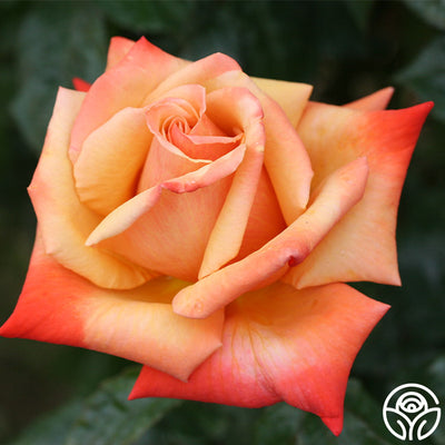 Remember Me Series Roses Remember Me Rose - Hybrid Tea - Very Fragrant – Heirloom Roses