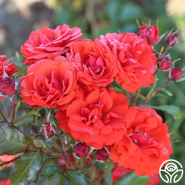 Remembrance Floribunda Rose | Red Rose Bush – Heirloom Roses