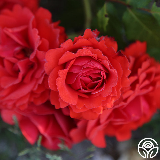 Remembrance Rose - English Legend - Lightly Fragrant – Heirloom Roses