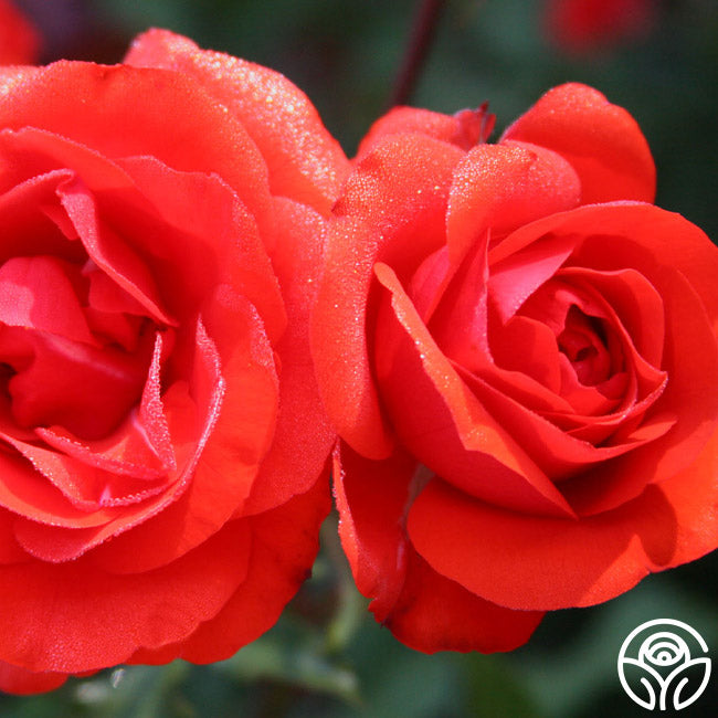 Remembrance Rose - English Legend - Lightly Fragrant – Heirloom Roses