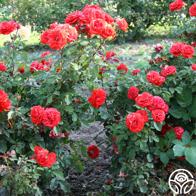 Remembrance Rose - English Legend - Lightly Fragrant – Heirloom Roses