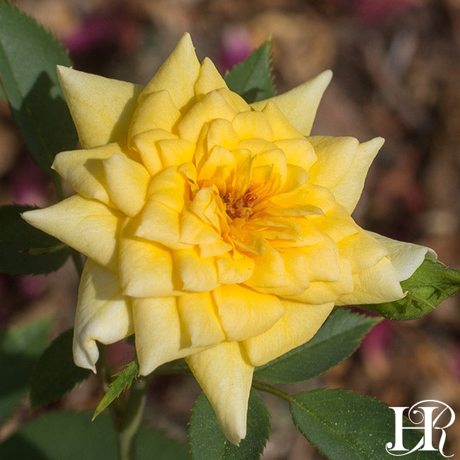 Rise 'n' Shine – Heirloom Roses