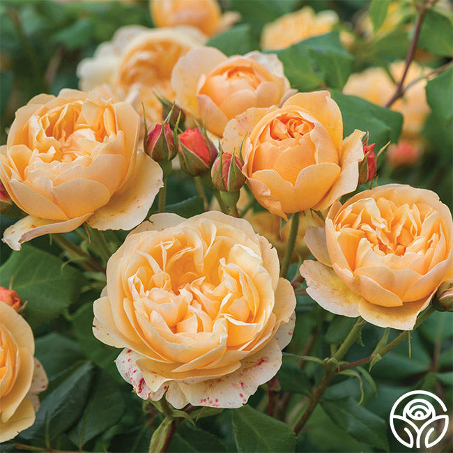 Heirloom Roses Roald Dahl - Thumbnail 3