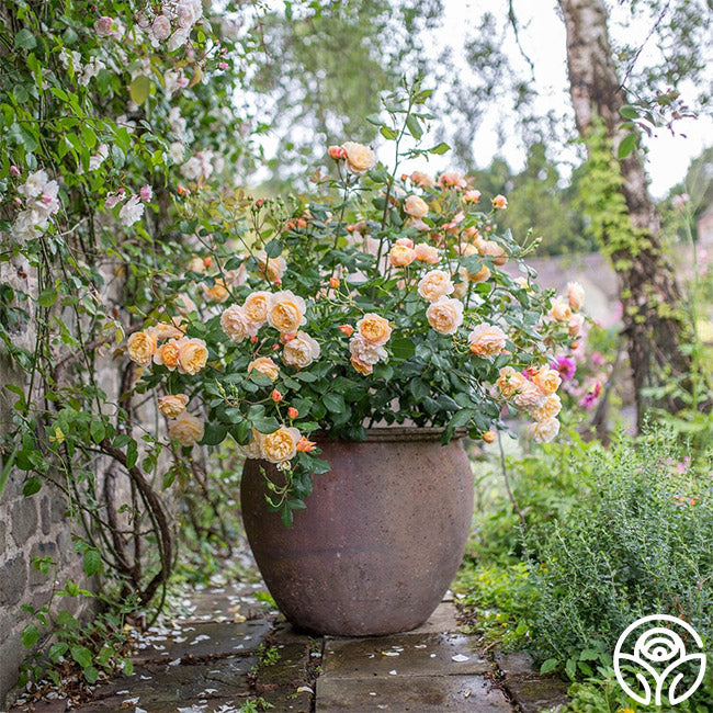 Heirloom Roses Roald Dahl - Thumbnail 5