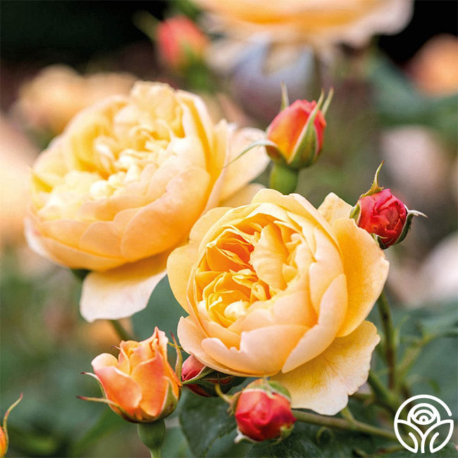 Heirloom Roses Roald Dahl