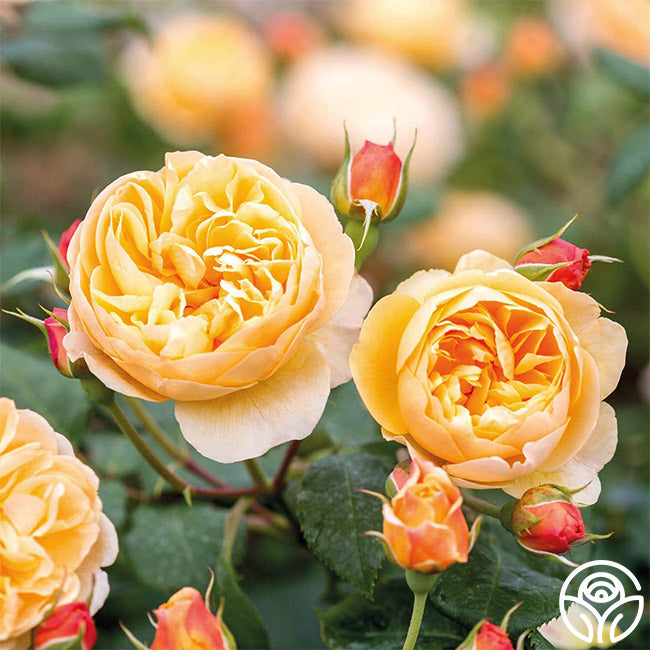 Heirloom Roses Roald Dahl - Thumbnail 2