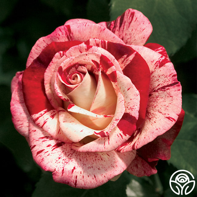 Rock & Roll Rose - Grandiflora - Very Fragrant – Heirloom Roses
