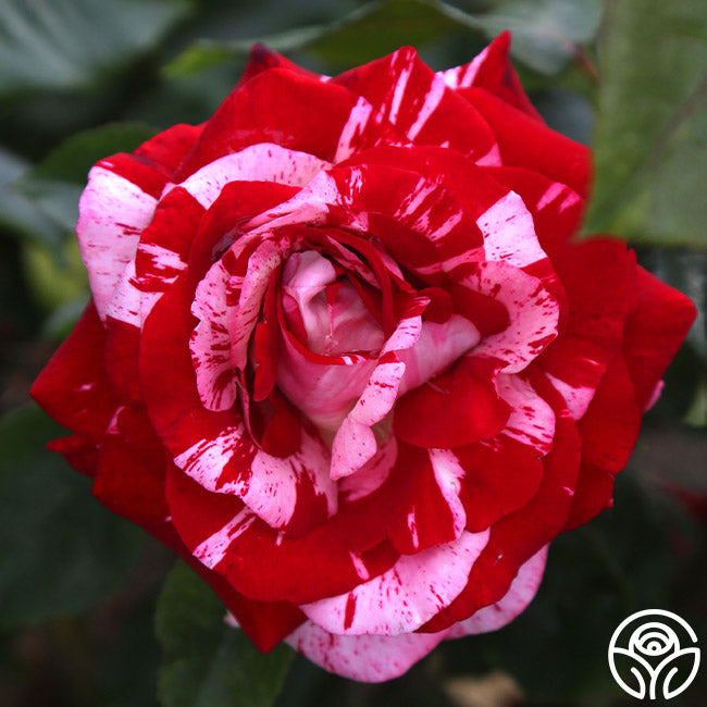 Rock & Roll Rose - Grandiflora - Very Fragrant – Heirloom Roses