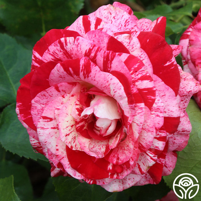 Co Roses Rocks Rock And Roll Rose Bush