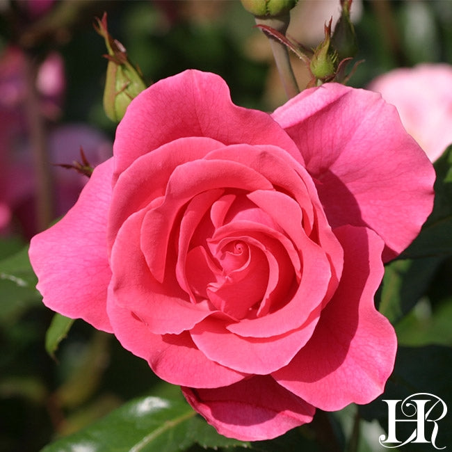 Romanze Heirloom Roses