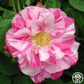 Rosa Mundi