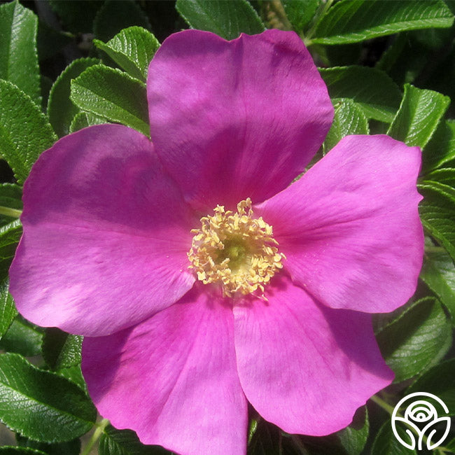 Fragrant Rugosa Roses Rosa Rugosa Rose - Rugosa - Exceptionally Fragrant – Heirloom Roses