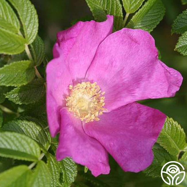 Rosa Rugosa Rose - Rugosa - Exceptionally Fragrant – Heirloom Roses