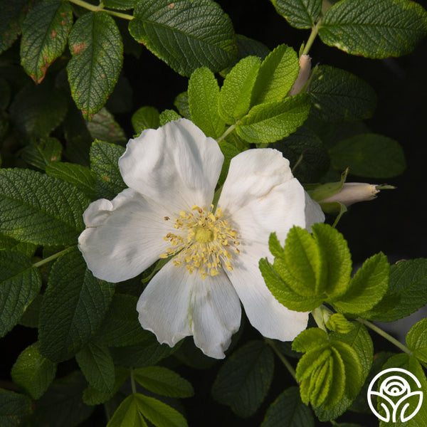 Rosa Rugosa Alba Rugosa Rose | Fragrant Rose Bush – Heirloom