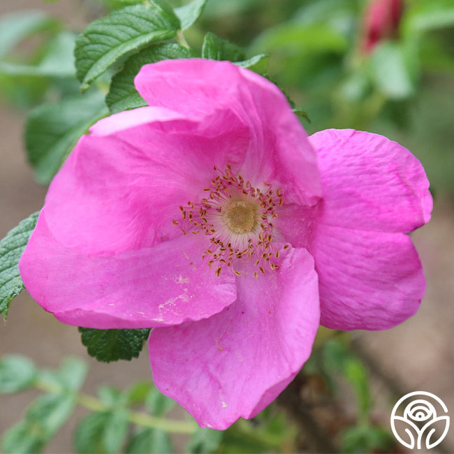 Rosa Rugosa Rubra Rugosa Rose | Fragrant Rose Plant – Heirloom Roses