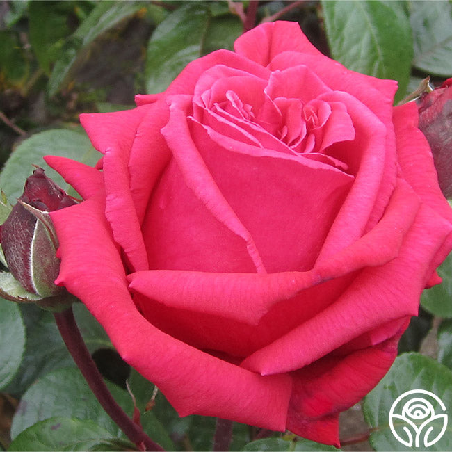 Rose Rhapsody Hybrid Tea Rose | Fragrant Rose Plant – Heirloom