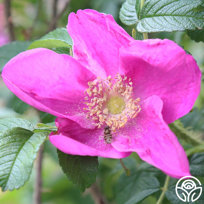 Rosa Rugosa Rubra