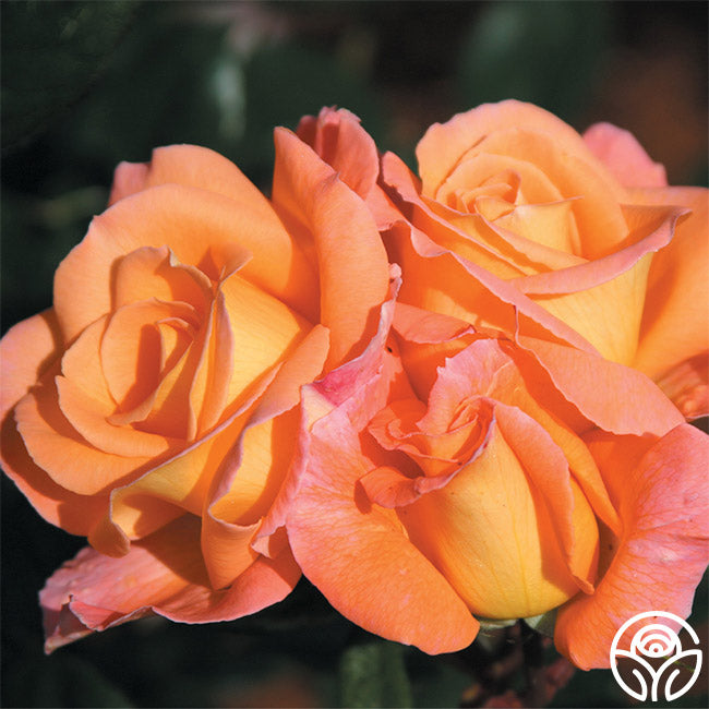 Rosemary Harkness Hybrid Tea Rose | Orange Rose Bush – Heirloom