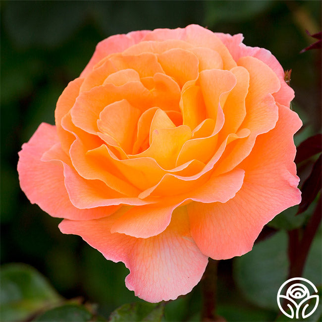 Rosemary Harkness Hybrid Tea Rose | Orange Rose Bush – Heirloom