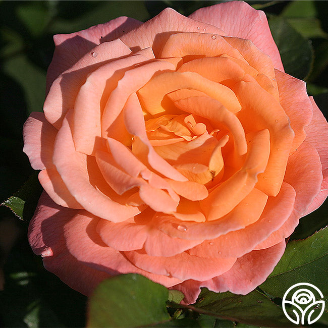 Rosemary Harkness Hybrid Tea Rose | Orange Rose Bush – Heirloom Roses