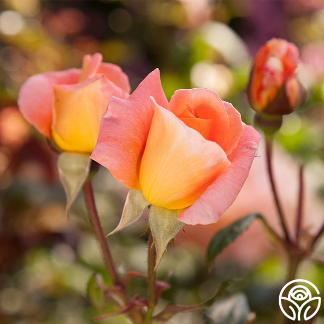 Harkness Roses History Rosemary Harkness Rose - English Legend - Moderately Fragrant ...