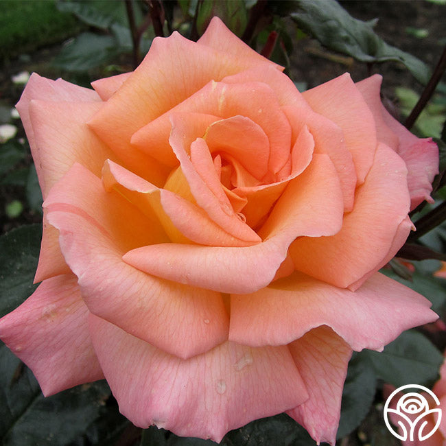 Rosemary Harkness Hybrid Tea Rose | Orange Rose Bush – Heirloom