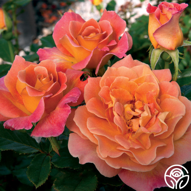 Rosie the Riveter™ | Orange Floribunda Rose Bush – Heirloom Roses