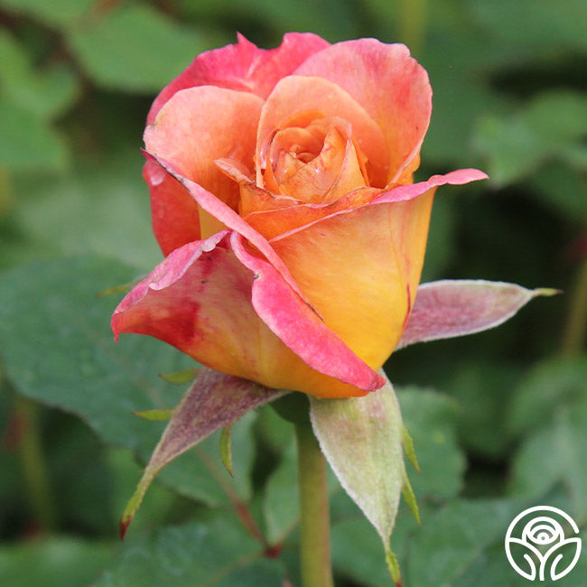Rosie the Riveter | Orange Floribunda Rose Bush Heirloom Rosie the Riveter | Orange Floribunda Rose Bush Heirloom
