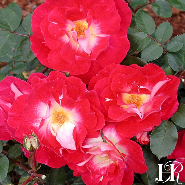 Rosy Floorshow – Heirloom Roses