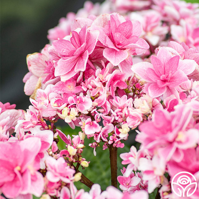 Pink Splendor™ Hydrangea, Hydrangea macrophylla 'MonPKSP