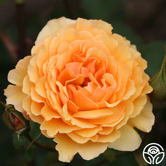 Amber Coloured Roses Royal Amber Shrub Rose | Apricot Rose Bush – Heirloom