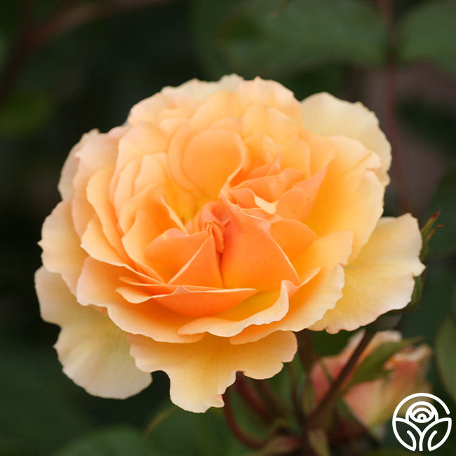Amber Coloured Roses Royal Amber Rose - Shrub - Moderately Fragrant – Heirloom Roses