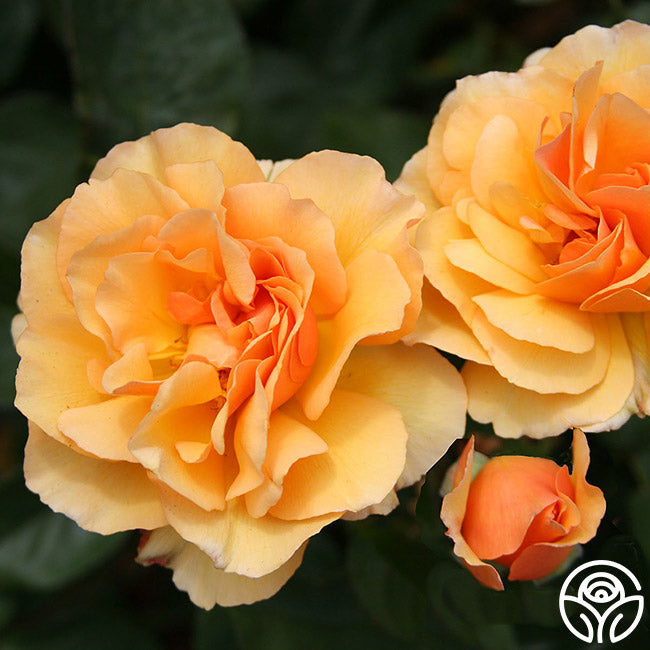 Amber Coloured Roses Royal Amber Rose - Shrub - Moderately Fragrant – Heirloom Roses