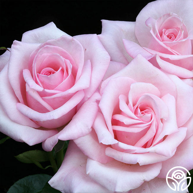 Royal Highness Rose - Hybrid Tea - Very Fragrant – Heirloom Roses