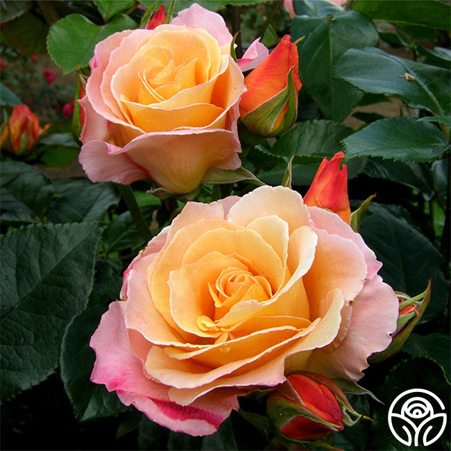 Royal Pageant Climbing Rose | Fragrant Rose Bush – Heirloom Roses