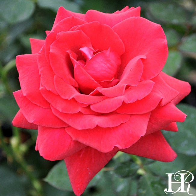 Royal William – Heirloom Roses