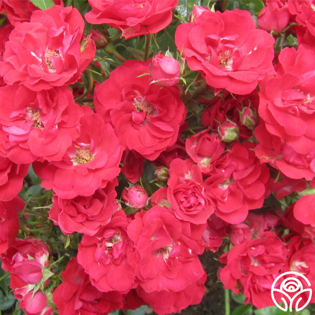 Ruby Meidiland Rose - Landscape - Lightly Fragrant – Heirloom Roses