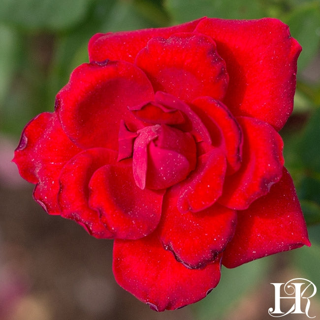 Ruby Ruby – Heirloom Roses