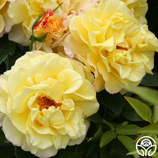 Roos Rugelda Rugelda Rose - Rugosa - Lightly Fragrant – Heirloom Roses