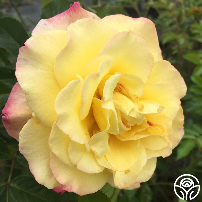 Roos Rugelda Rugelda Rose - Rugosa - Lightly Fragrant – Heirloom Roses
